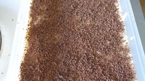 тирамису манго-шоколад