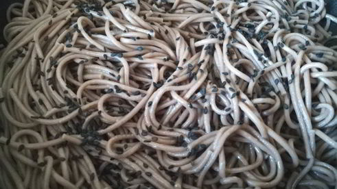 гречневая лапша со свежим огурцом