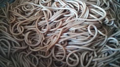 гречневая лапша со свежим огурцом