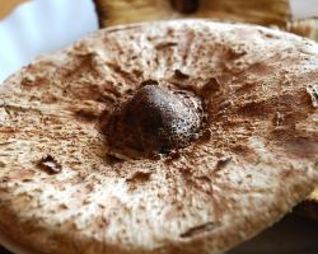 Гриб-зонтик жареный