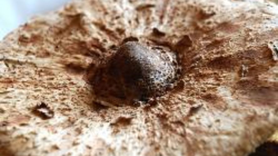 Рецепт гриб-зонтик жареный