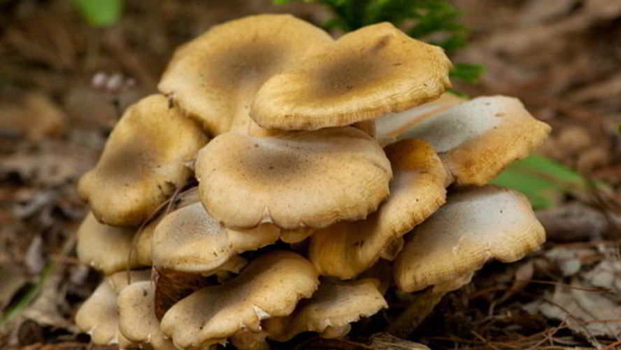 Рецепт осенние опята тушенные в сметане