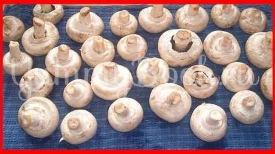 Рецепт шампиньонов фаршированных с беконома