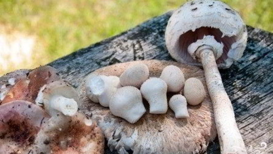 Рецепт тушеные зонтики