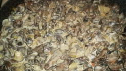 вешенки жареные с луком и сметаной