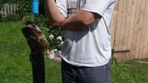 котлеты из щуки