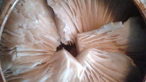 рагу из горшочка