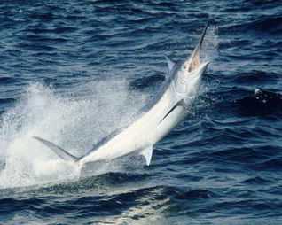 Рыба марлин