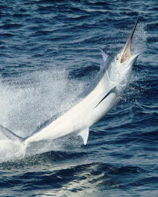 Рыба марлин