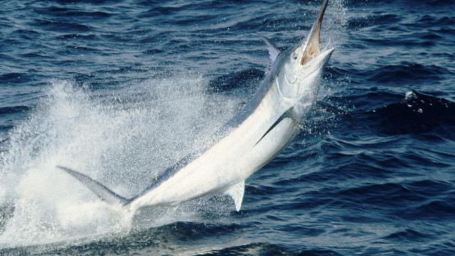 Рецепт рыбы марлина