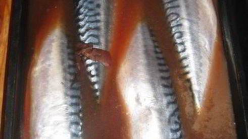 скумбрия холодного копчения-ii способ