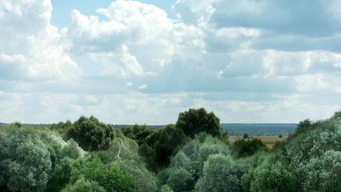 жареные караси