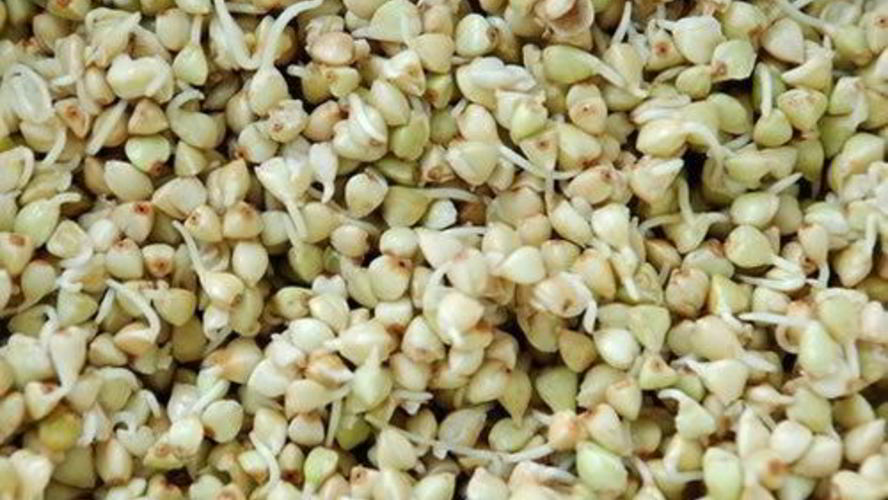 Рецепт пророщенная гречка