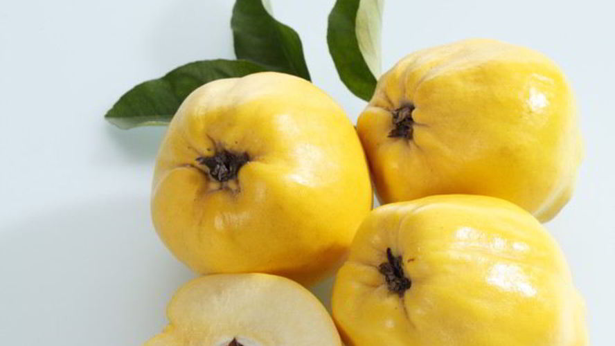 Рецепт домашнее вино из айвы