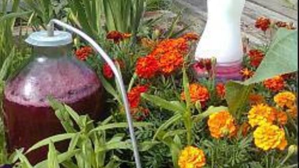 Рецепт Домашнее вино из красной смородины