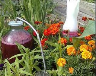 Домашнее вино из красной смородины