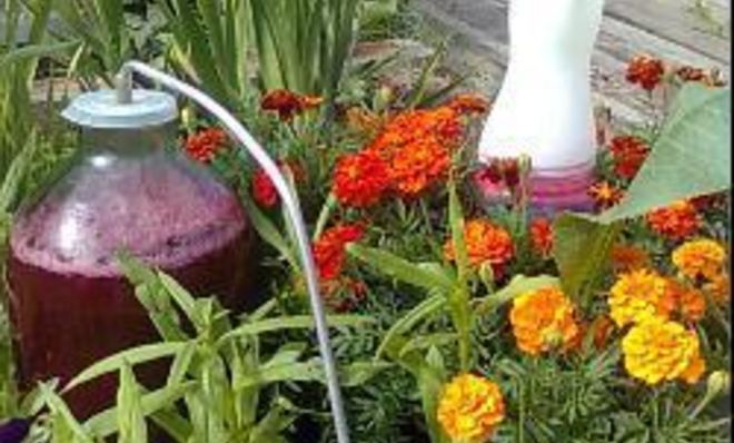 Домашнее вино из красной смородины