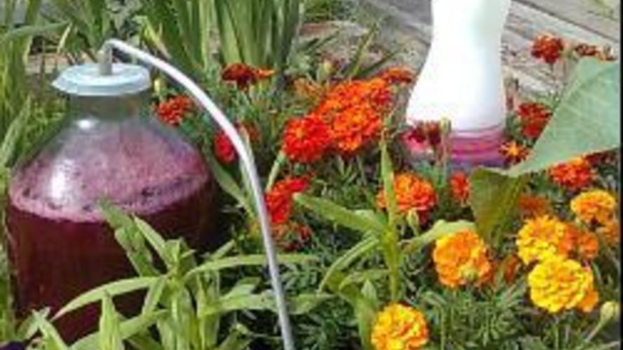 Рецепт домашнее вино из красной смородины