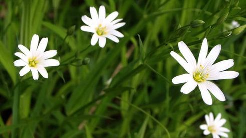 мятный лимонад