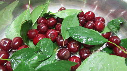 вишневая наливка