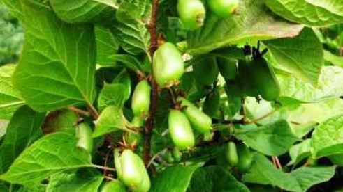 коктейль фруктовый смузи