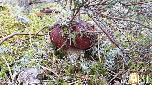 грибной крем-суп осенний