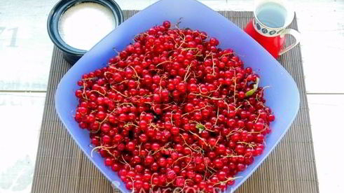 джем из красной смородины