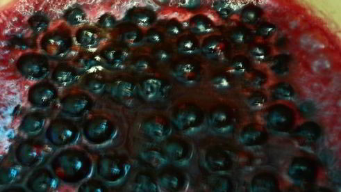 оладушки с лимонной цедрой, коньяком и черносмородиновым джемом