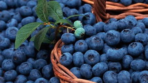 Рецепт Компот из голубики на зиму