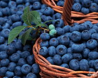 Компот из голубики на зиму