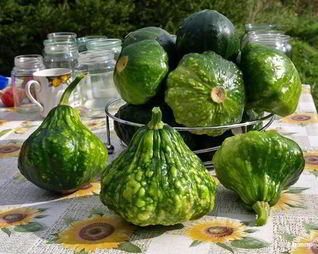 Консервация патиссонов на зиму