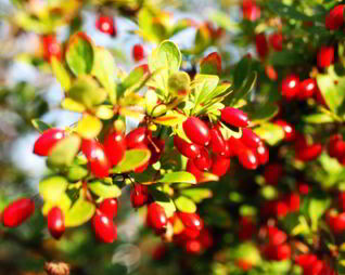 Маринованный кизил по-азербайджански