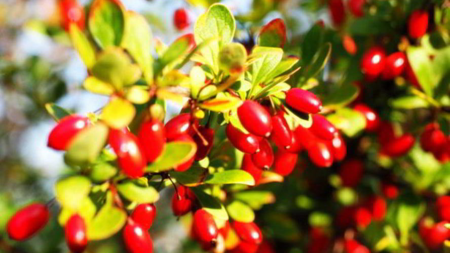 Рецепт маринованный кизил по-азербайджански