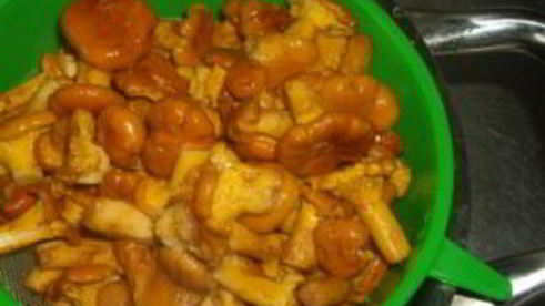 маринованные лисички с чесноком