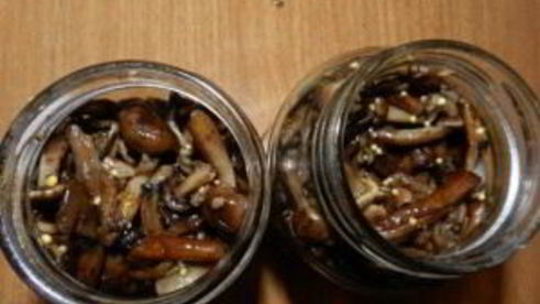 маринованные опята с горчицей