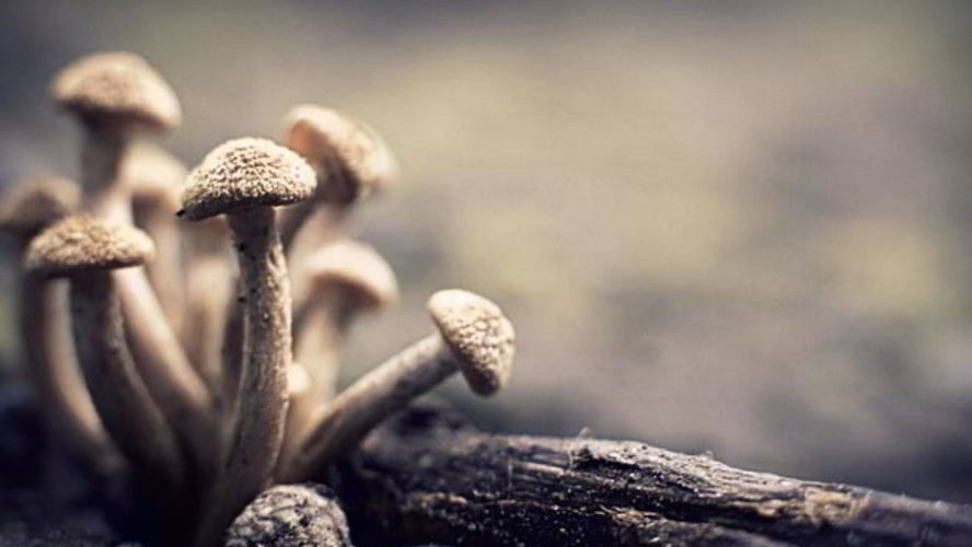 Рецепт маринованные опята