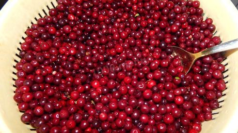 моченая брусника на зиму