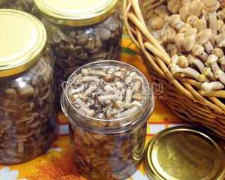 Опята душистые