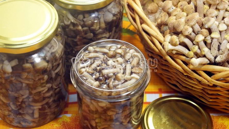 Рецепт опята душистые