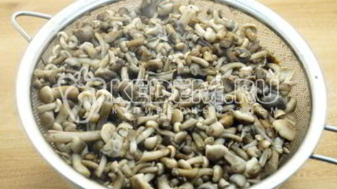 опята душистые