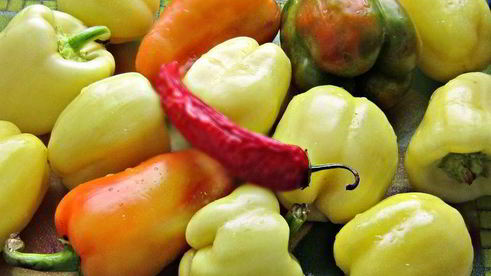 приправа из овощей