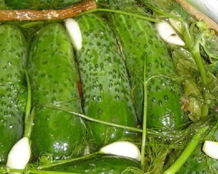 Малосольные огурцы с горчицей