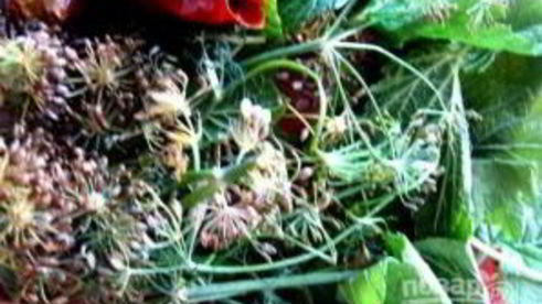 малосольные помидоры с чесноком и зеленью