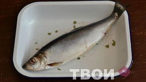сельдь домашнего посола