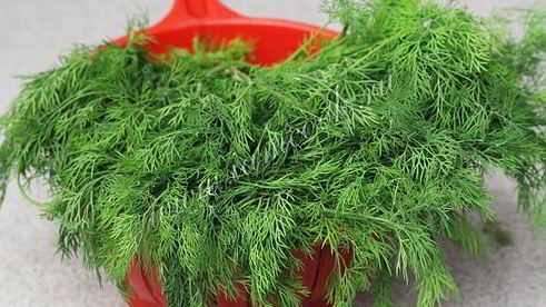 укроп на зиму