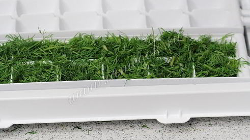 укроп на зиму