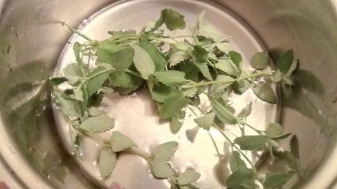 цукаты из цветов неувядающая красота