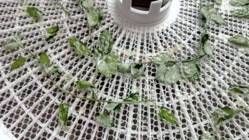 цукаты из цветов неувядающая красота