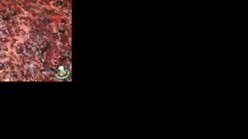 варенье из черноплодной рябины с яблоками