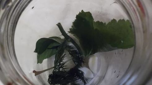 заготовка для салатов